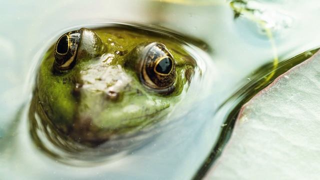 The Frog Spirit Guide - Ask the Spirit Guides Oracle - Totem Animal, Power Animal - Magical Craftin смотреть онлайн
