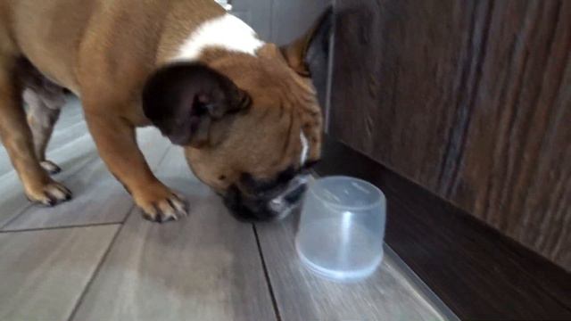 ПРИКОЛ СОБАКИ ДОБЫВАЮТ ЕДУ!FUN DOGS GET FOOD! смотреть онлайн