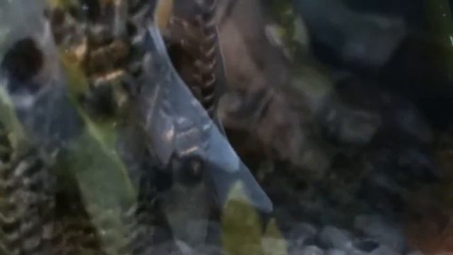 Daemon Prince of Nurgle смотреть онлайн