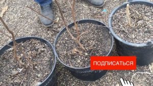 Обрезка лагерстремии. Удобрение лагерстремии.