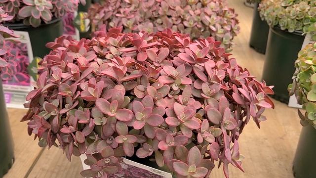 Sedum Sunsparkler® 'Firecracker' (Stonecrop) // BEST Red Groundcovering Sedum.