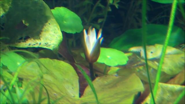 Нимфея Раджа (Nymphaea rudgeana) смотреть онлайн