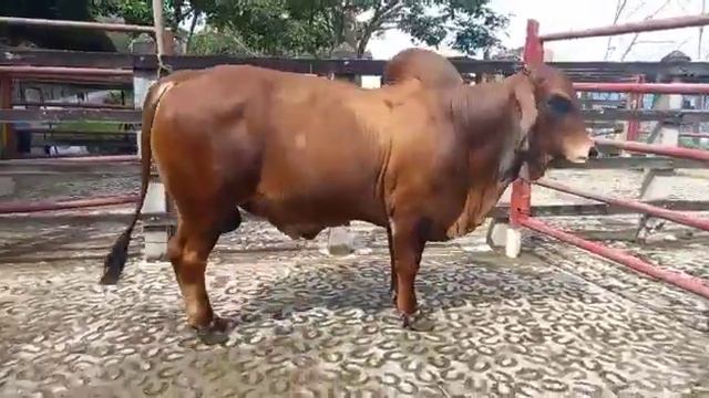 Torete Brahman Rojo 236/8 смотреть онлайн