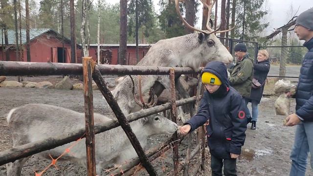 Северные олени смотреть онлайн