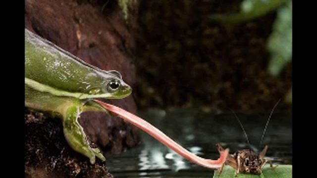 Про лягушек. Часть первая. смотреть онлайн