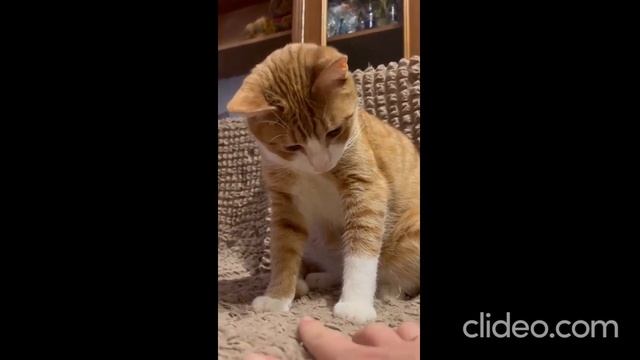 РЫЖИК ГОЛД УЖЕ ДОМА! смотреть онлайн