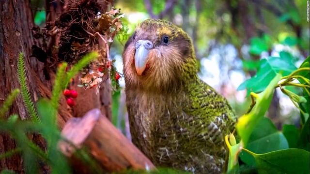 How a Kakapo Parrot Sound? | Male Call | Bird | Nature Natural Planet | Animal смотреть онлайн