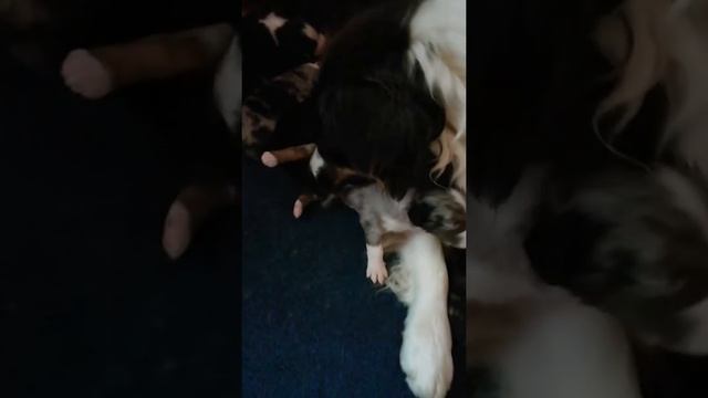 Когда все спят, а тебе не спится. Щенки аусси. смотреть онлайн