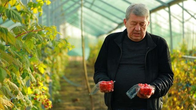 голубика / малина