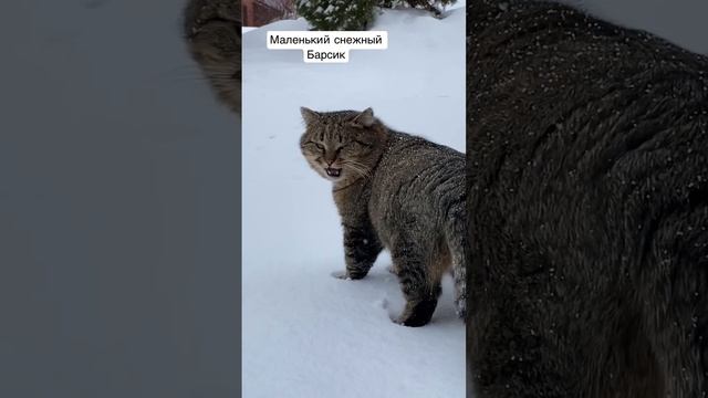 Барсик..порода - лесной среднеевропейский кот #дикийкот #котикивидео #кот #cat #catlover #catvideos смотреть онлайн