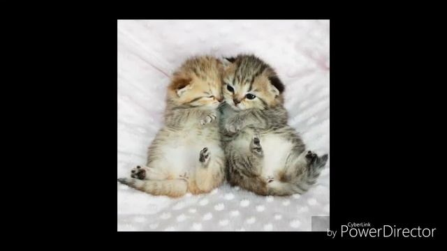 Кис кис мяу😻😺 слайд шоу про кошечек с песенкой) смотреть онлайн
