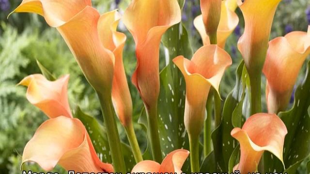 Цветы каллы: выращивание в саду смотреть онлайн