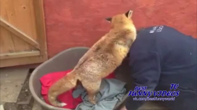 Милая Домашняя Лиса - Дикие Животные - Лучшие Видео смотреть онлайн