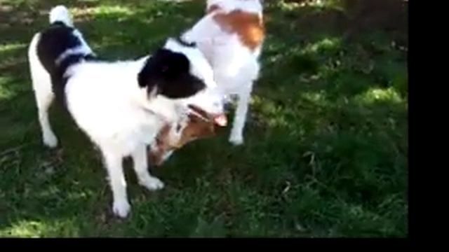 Lucy e Panda! смотреть онлайн
