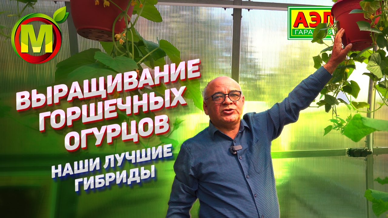 Горшечная культура огурца. Обзор наших лучших СОРТОВ И ГИБРИДОВ! смотреть онлайн