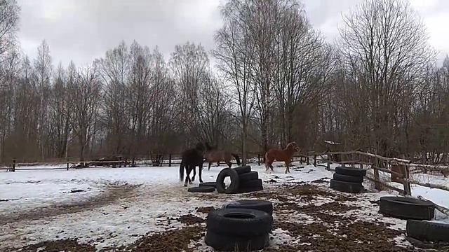 Касатка, знакомство с табуном смотреть онлайн