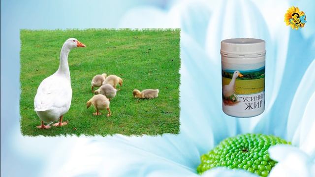 Норковый и гусиный жир. Полезные свойства. смотреть онлайн