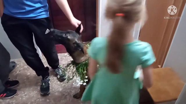 Бельгийская овчарка малинуа. Скоро заговорит по русски. Научилась за ручку открывать дверь. смотреть онлайн
