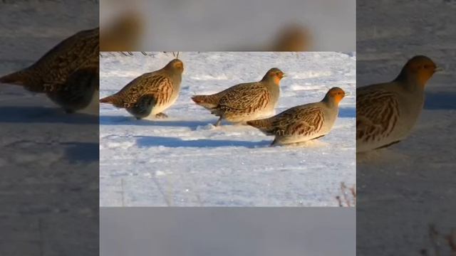 Развитие речи Красный снег смотреть онлайн