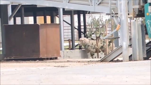 Sheep Escapes Slaughterhouse - Melbourne Sheep Save смотреть онлайн