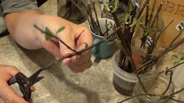 Зимнее размножение гортензий зеленым побегом и укоренным черенком в воде ! смотреть онлайн