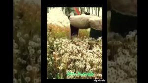 СЕЛЬСКОЕ ХОЗЯЙСТВО Китая