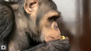 Чем кормить обезьян? / Профилактика ОРЗ / Дан Запашный и вечерние игры шимпанзе Мальты и Бони