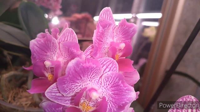 #Орхидеи #цветение моих прекрасных орхидей 🧚♀️часть2🧚♀️ смотреть онлайн
