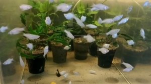 Белая Моллинезия