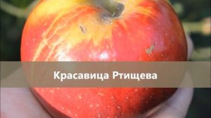 Знаменитые поволжские яблоки: сорта Ртищевской селекции