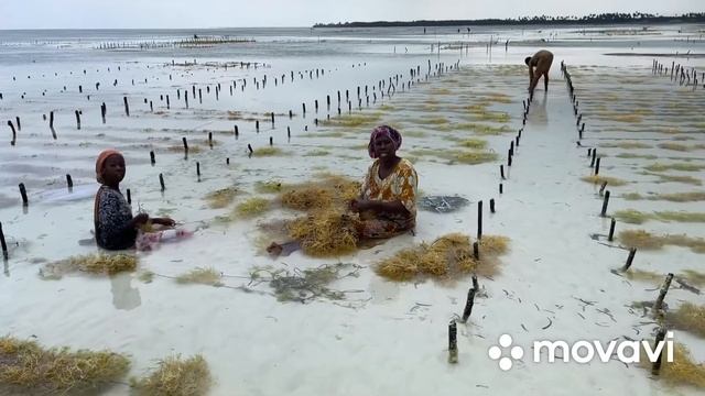 Морские огороды или морские фермы Занзибара. Выращивание водорослей на Занзибаре. смотреть онлайн