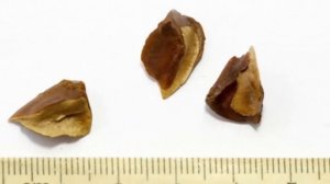 Как размножить комнатный кипарис. Способы размножение кипариса.