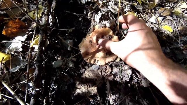 РЯДОВКА ТОПОЛЕВА\ПІДОСИНОВА смотреть онлайн