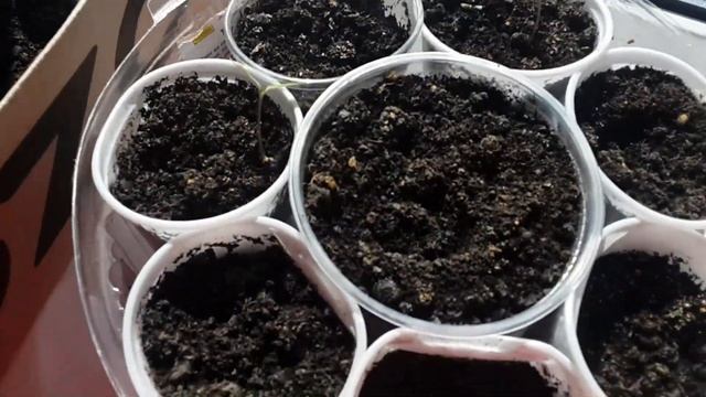 КАК РАСТЁТ ЛУК НА ПОДОКОННИКЕ | ГРУНТОВКА ДЛЯ РЕМОНТА | СГОРЕЛО ПОЛЕ ЗА ДОМОМ | Пермский Влог 181 смотреть онлайн