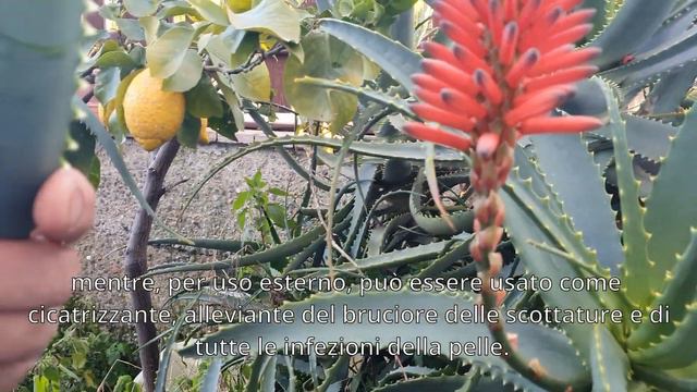 Aloe arborescens смотреть онлайн