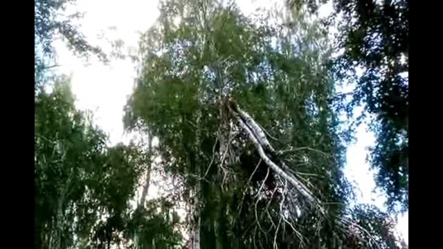 Эффектные молнии! 12 разрядов за 5 мин. Осмотр места попадания. смотреть онлайн