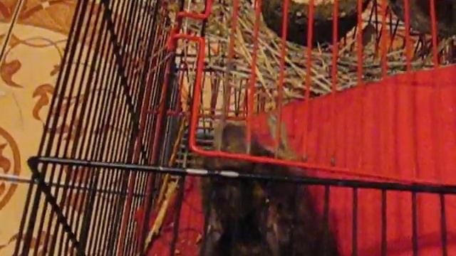 смешная дегу Долька требует выпустить из клетки