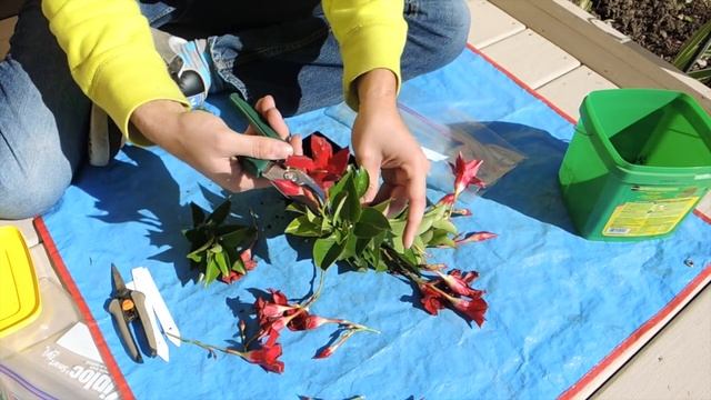 Dipladenia Stem Cuttings Mandevilla