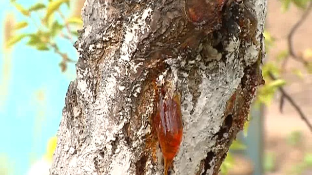 260514  ДАЧНИКИ