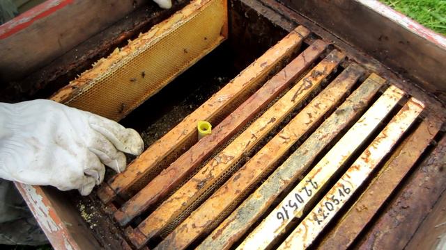 1 Часть Смена маток в бродячих роях на свою плодную матку, результат 100% смотреть онлайн