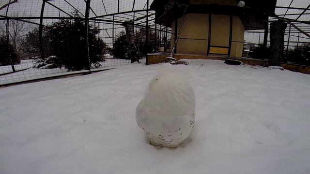 Полярная сова и GoPro смотреть онлайн