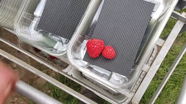 Сбор ягоды на ферме в Англии смотреть онлайн