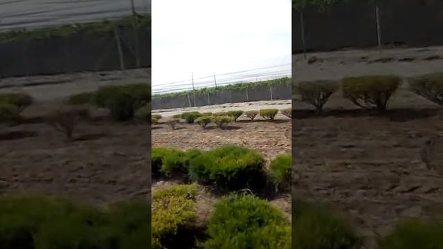 Enseñando paso a paso lo básico de manejar tractor ( parte 2)??? смотреть онлайн