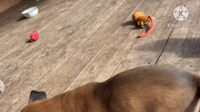 Щенок малинуа для продажи Хонда из Команды Азарт