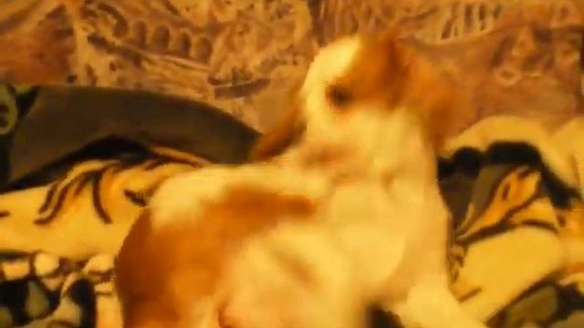 Кавалер Кинг Чарльз Спаниель\Cavalier King Charles Spaniel смотреть онлайн