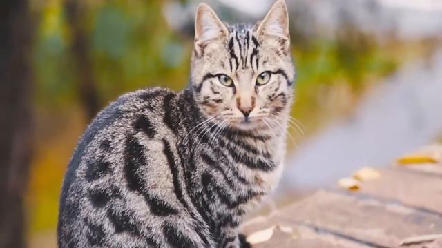 Смешные истории, анекдоты, + коты смотреть онлайн