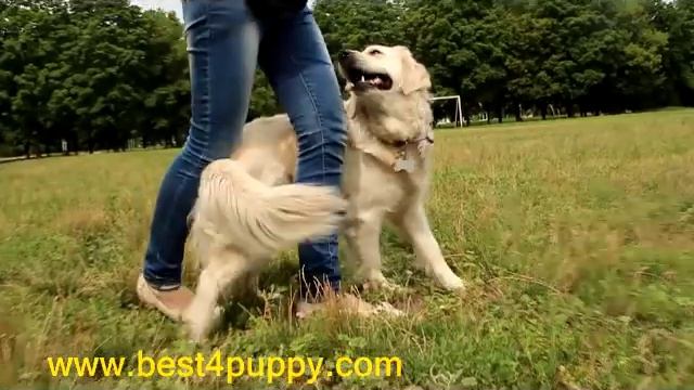 Начало дрессировки с щенком - с чего начать дрессировку? как строить занятия? смотреть онлайн