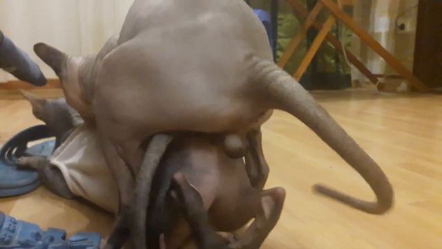 Вязка котов крупный план. 18+!!! Для любопытных, ценителей жанра и полных извращенцев))) смотреть онлайн