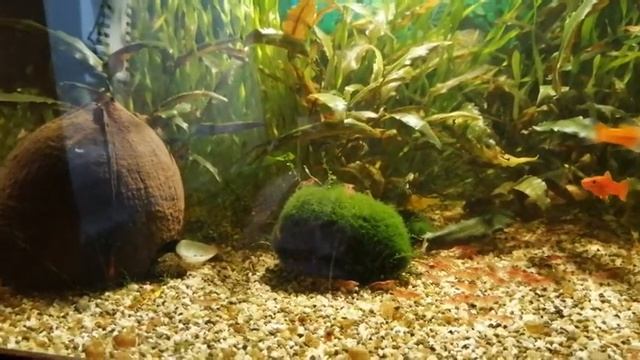 Мои зеленые меченосцы. смотреть онлайн