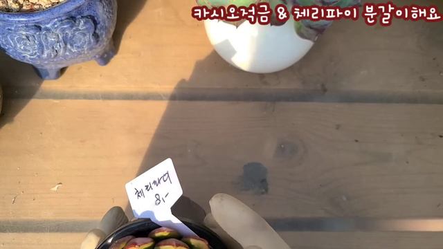 전 이런 수형 딱 좋고요~ 이런 화분스타일 딱 좋아요~ 기괴한 모습~ 카시오적금 쌍두 & 체리파이 분갈이해요 смотреть онлайн